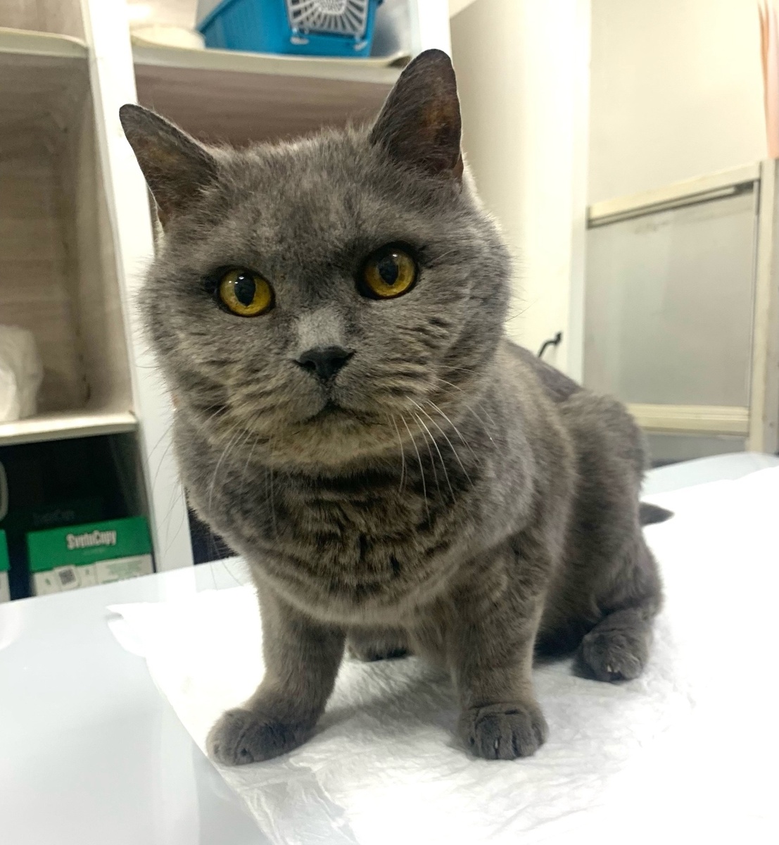 Батожок в приюте.