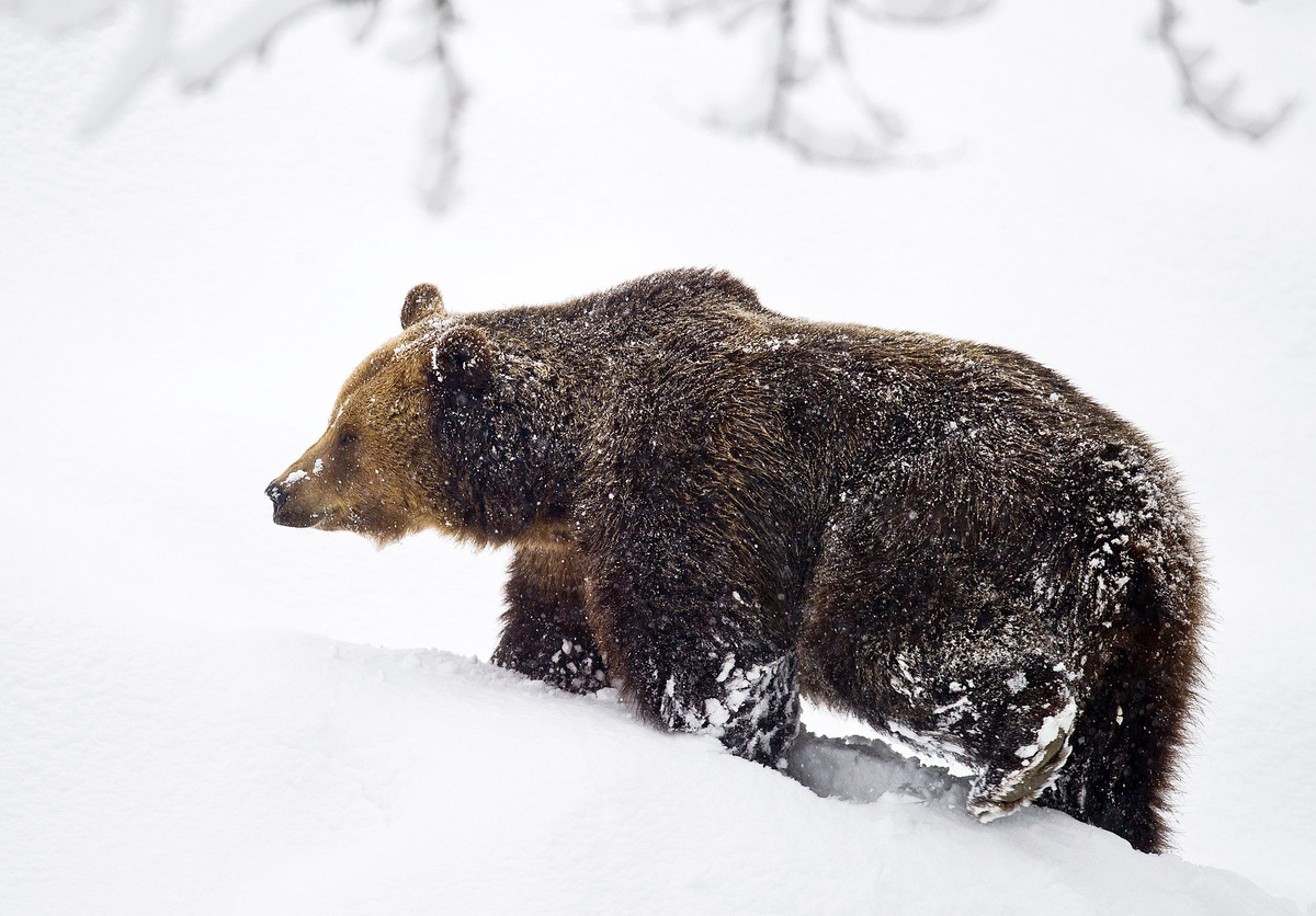    зима снег бурый медведь глобал лук
