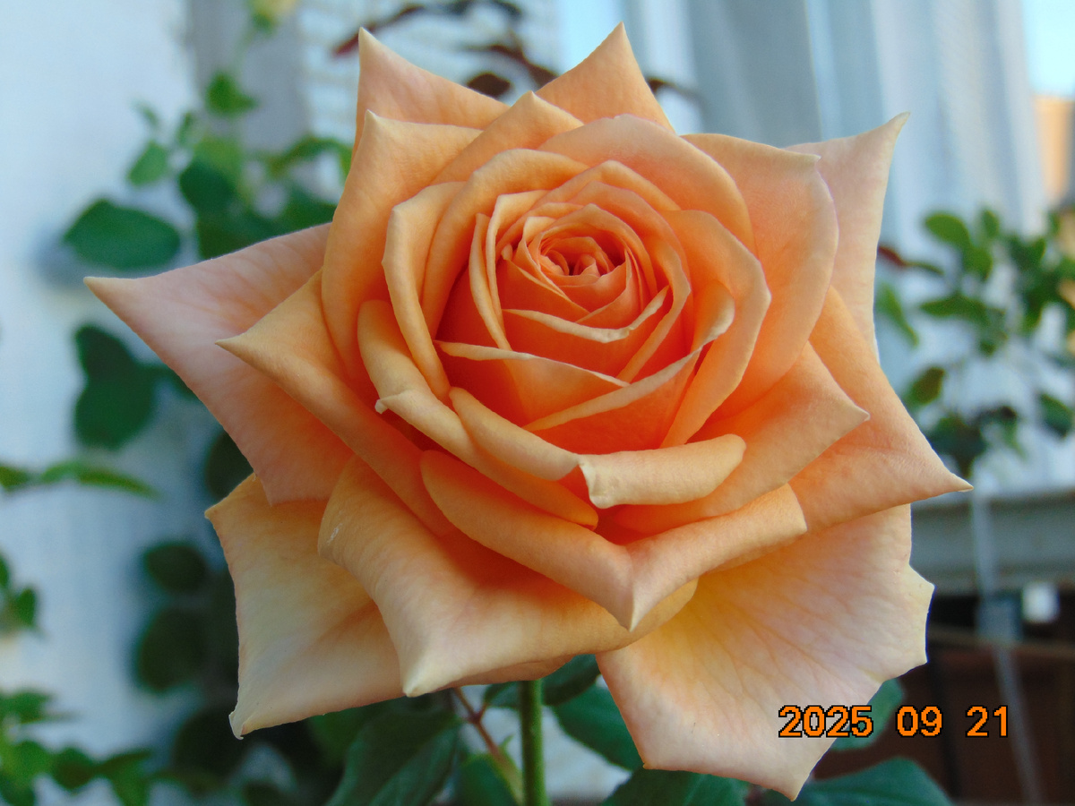 Ч/г роза Гейша