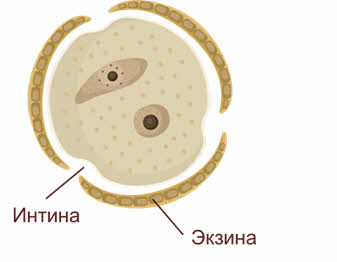 Оболочка пыльцевого зерна