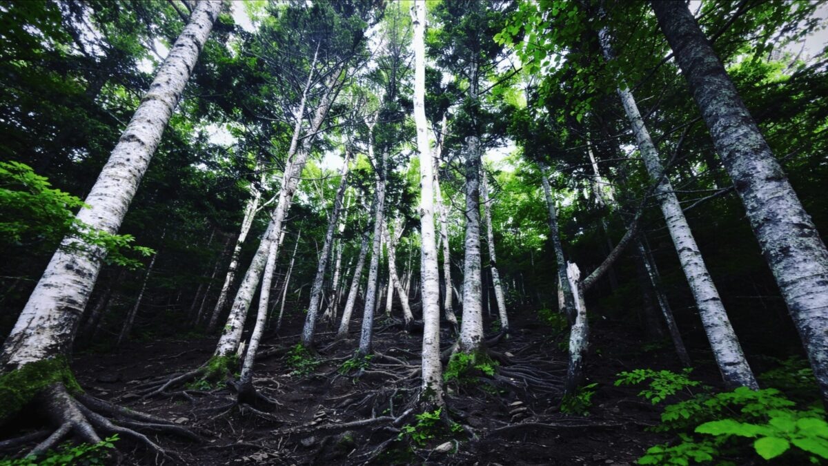 Останец Лягушка / Фото: Виктор Рогов «СахПресс»