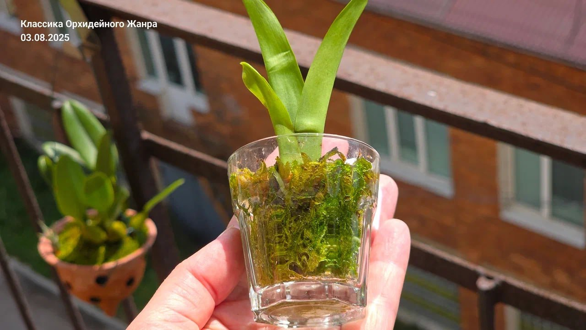 Невызревший молодой побег вставлен в рюмку с живым мхом сфагнумом.