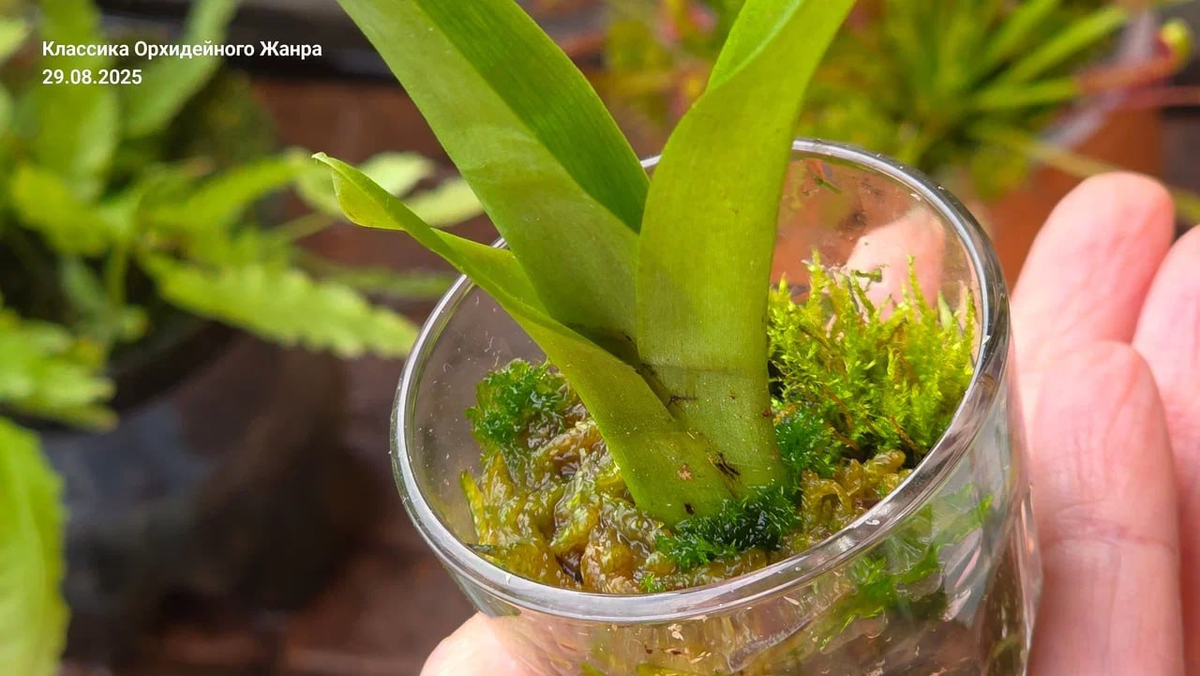 Экстренная программа спасения.