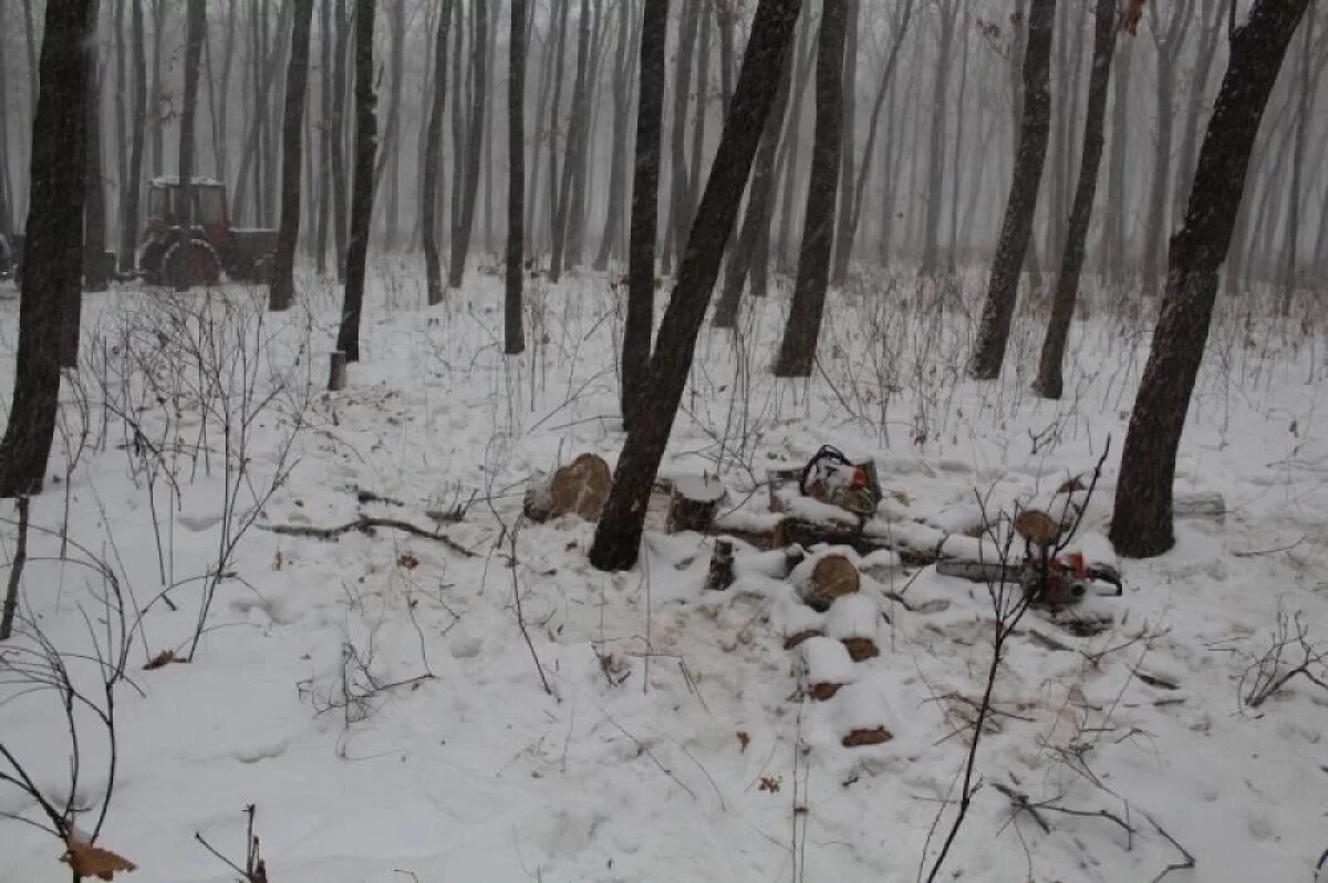    «Чёрного лесоруба» задержали в Приморье за вырубку леса на 386 тыс. руб.