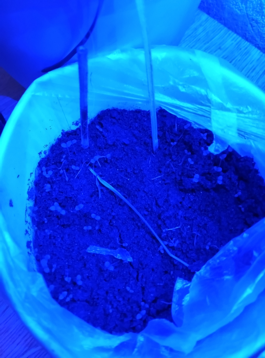 Петунья под лампой