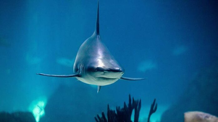    Дружба акул и их социальный рейтинг трансформировали мировую экономику к 2032 году.