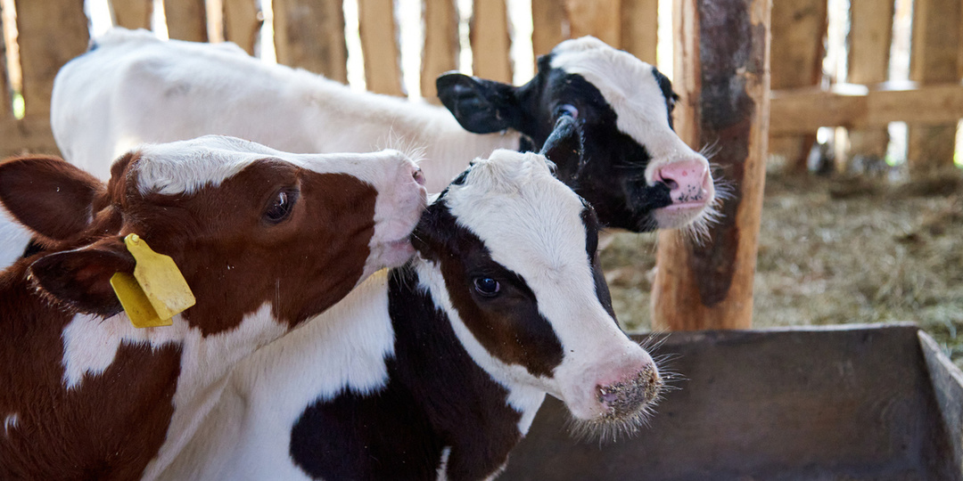 Власти НСО отчитались об отсутствии новых очагов пастереллеза