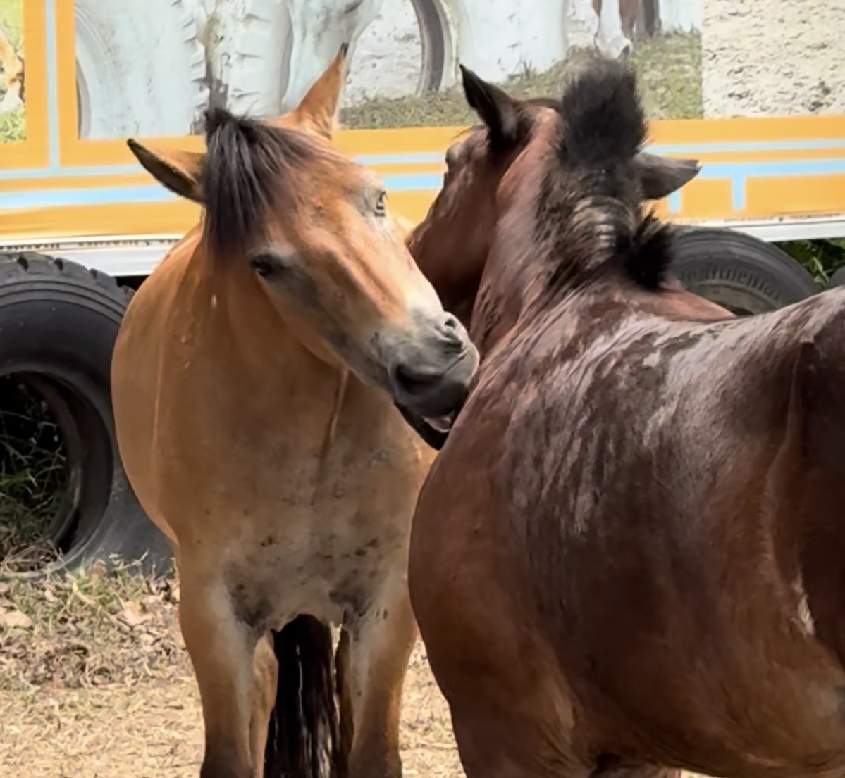 Взаимоподдержка, взаимоподписка, взаимочитка, а точнее взаимочистка )) Чече и Смайли