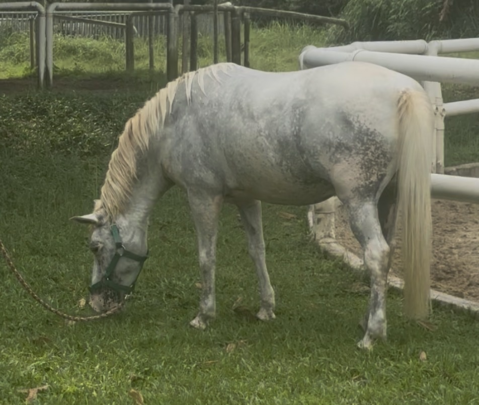 Серая пони Биби