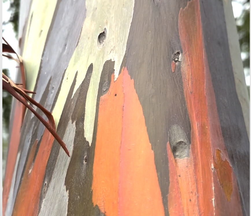 Ствол радужного эвкалипта