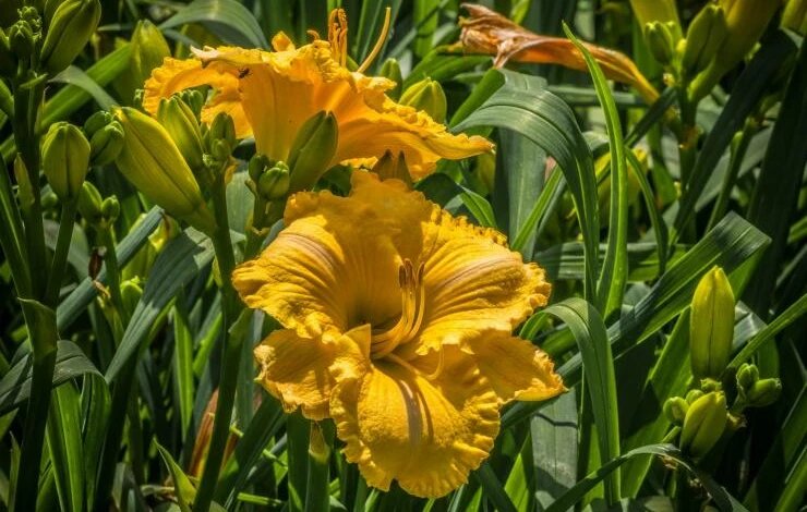 15 прекрасных сортов лилейников с фото и описанием: махровые, паукообразные, красные, желтые