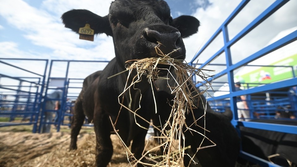 Фермерам Новосибирской области выделят субсидии после изъятия скота