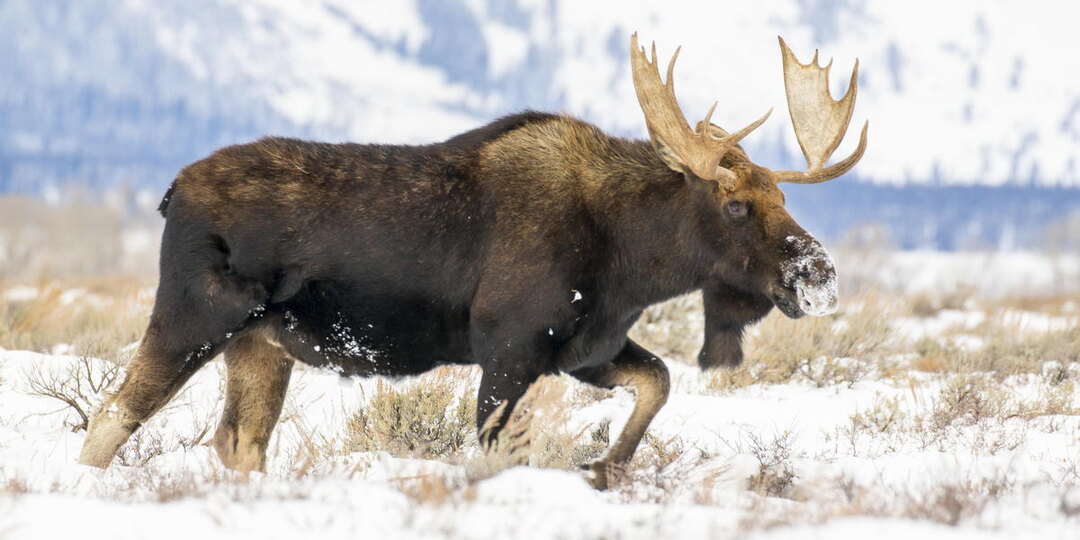 Дико-полезное: мясо дичи против мяса с фермы