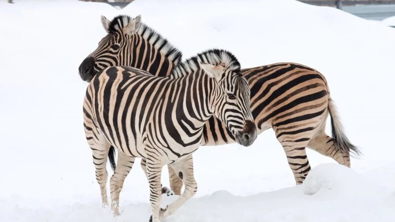     Зебры в барнаульском зоопарке. «Лесная сказка»