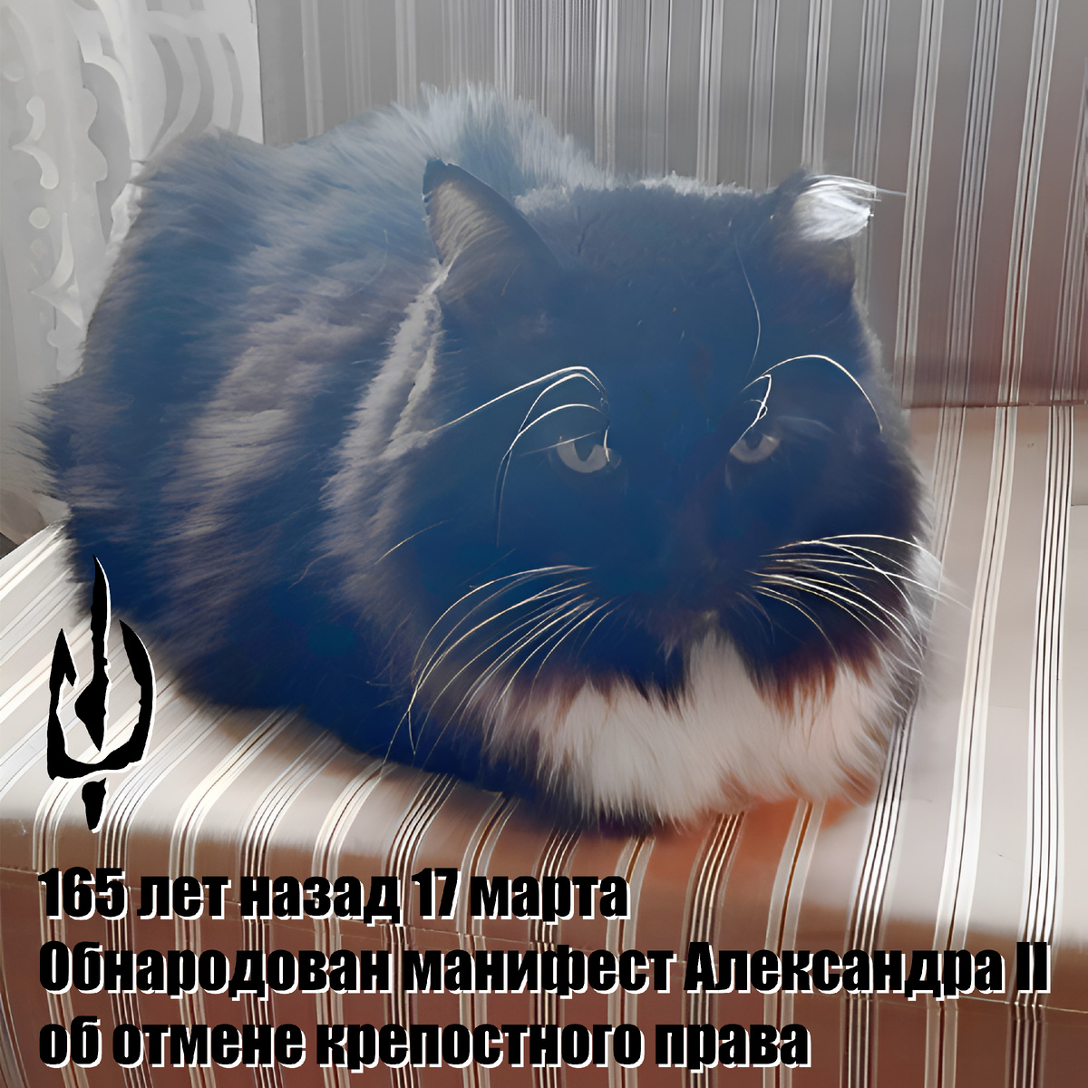 🐾 Комментарий Котейки Которого Не Пустили В Евросоюз, потому что он черный: