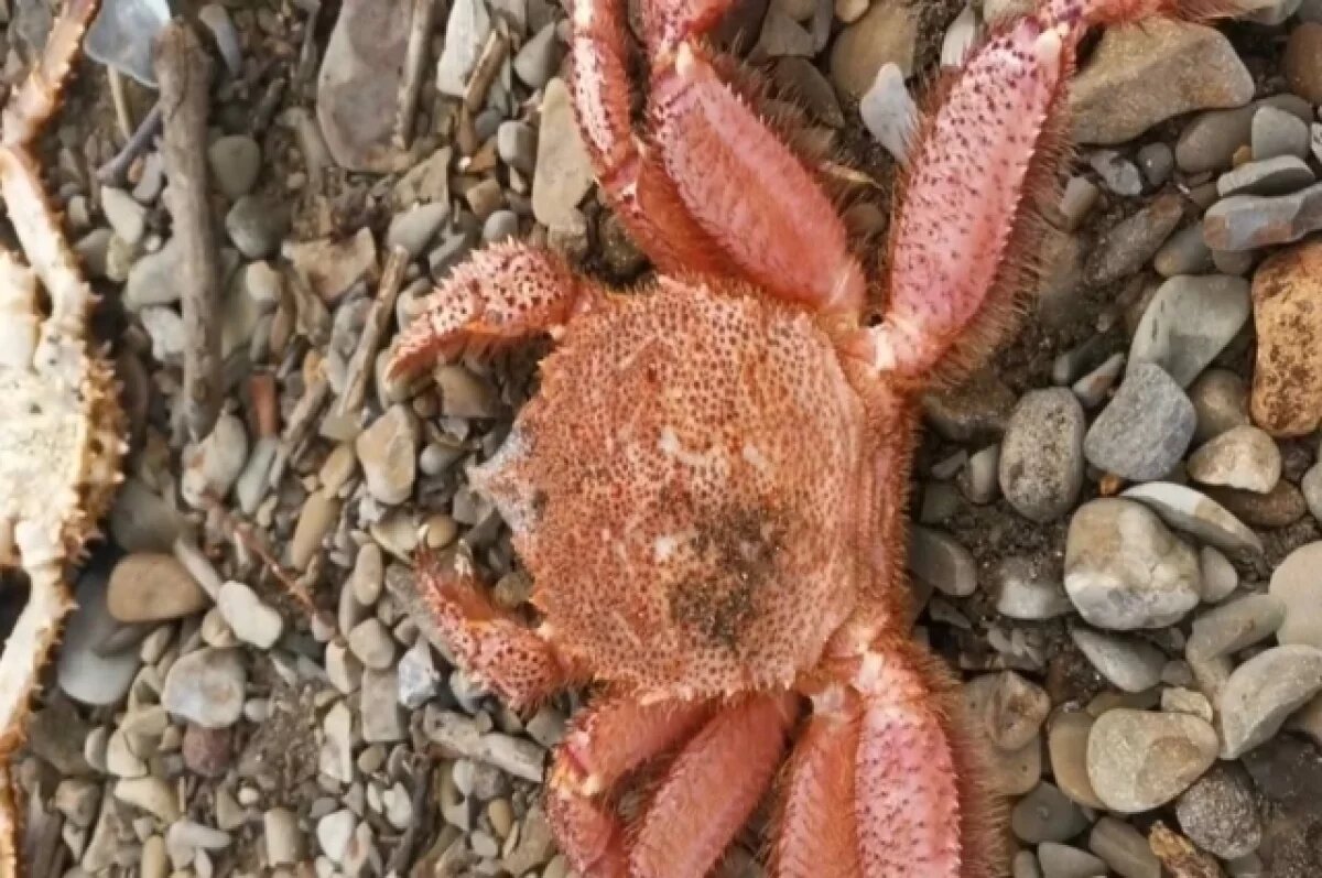    Ядовитое вещество нашли в партии краба из Сахалинской области