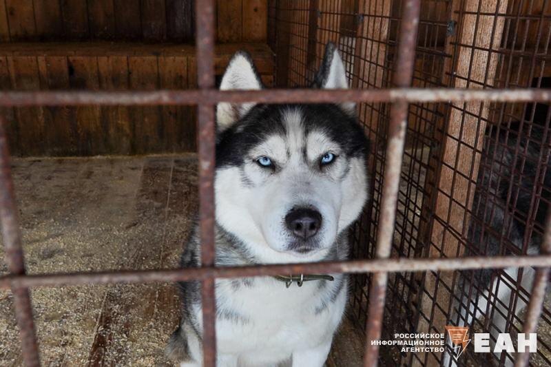    ЕАН. Собака