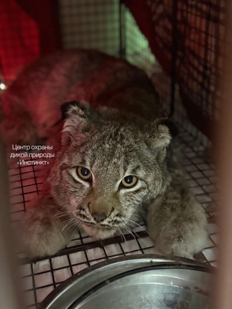    фото: Центр охраны дикой природы «Инстинкт» Kristina