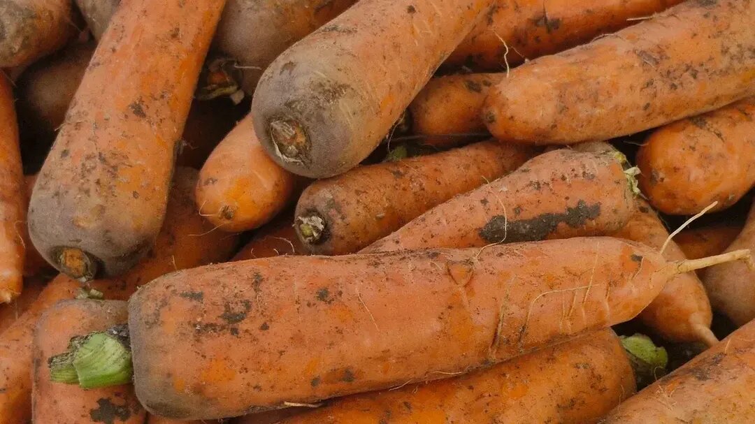 Фото: REGIONS/Наталья Надточая