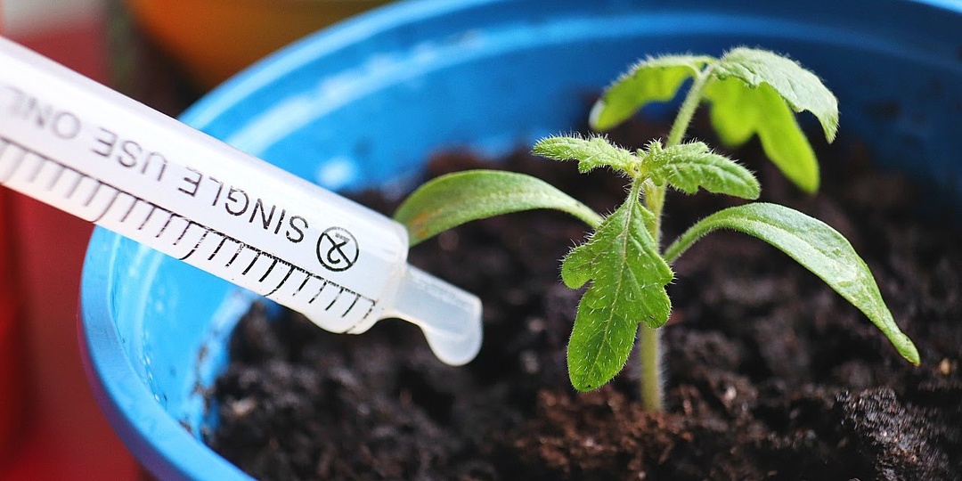 Костная мука - секрет крепкой рассады помидор и перца на окне. Рассказываю как применять правильно для подкормки!