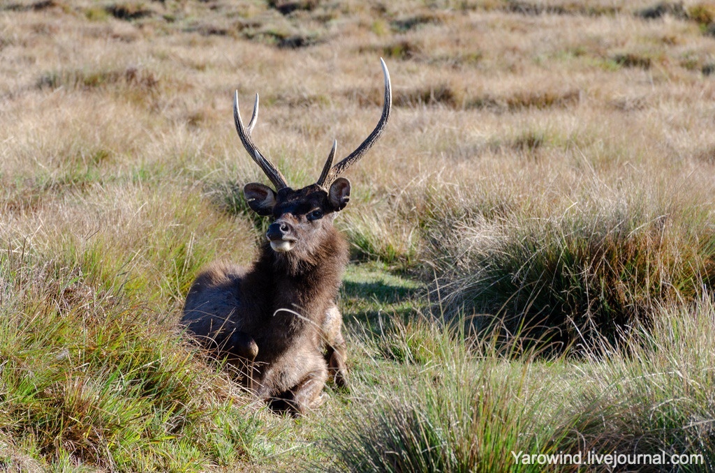 Индийскйи замбар