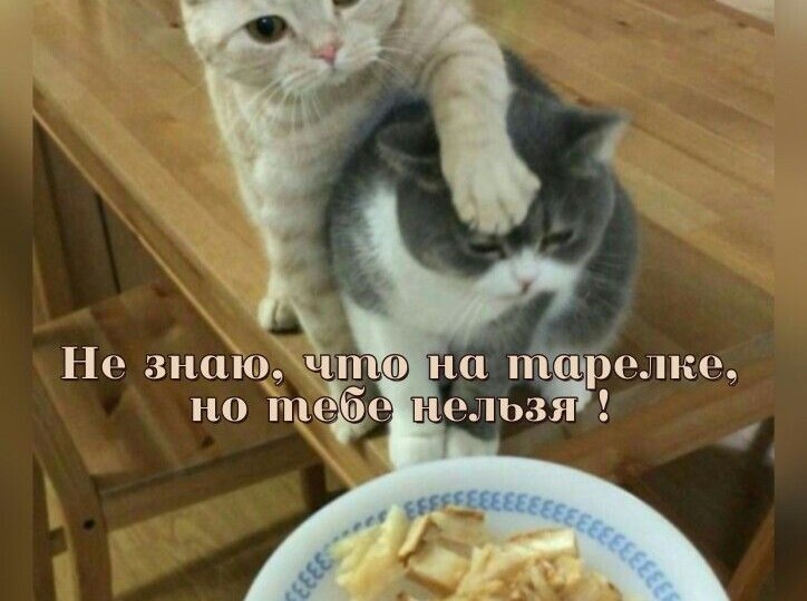 Забавные мемы для хорошего настроения