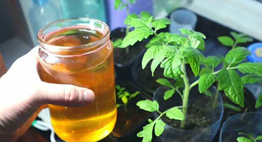 Мощная подкормка для толстой рассады после пикировки: делюсь рецептами, которые реально работают