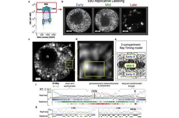    Фото: Florida State University
