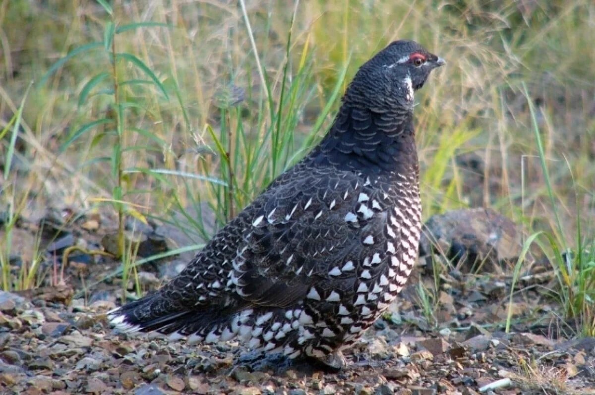   В Хабаровском крае создают «Дом дикуши» ради спасения редкой птицы