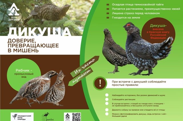    Дикуша. Фото: телеграм-канал Комсомольский заповедник