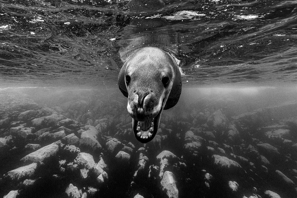    Снимок, занявший первое место в номинации среди профессиональных фотографов: Морской леопард / © Scott Portelli