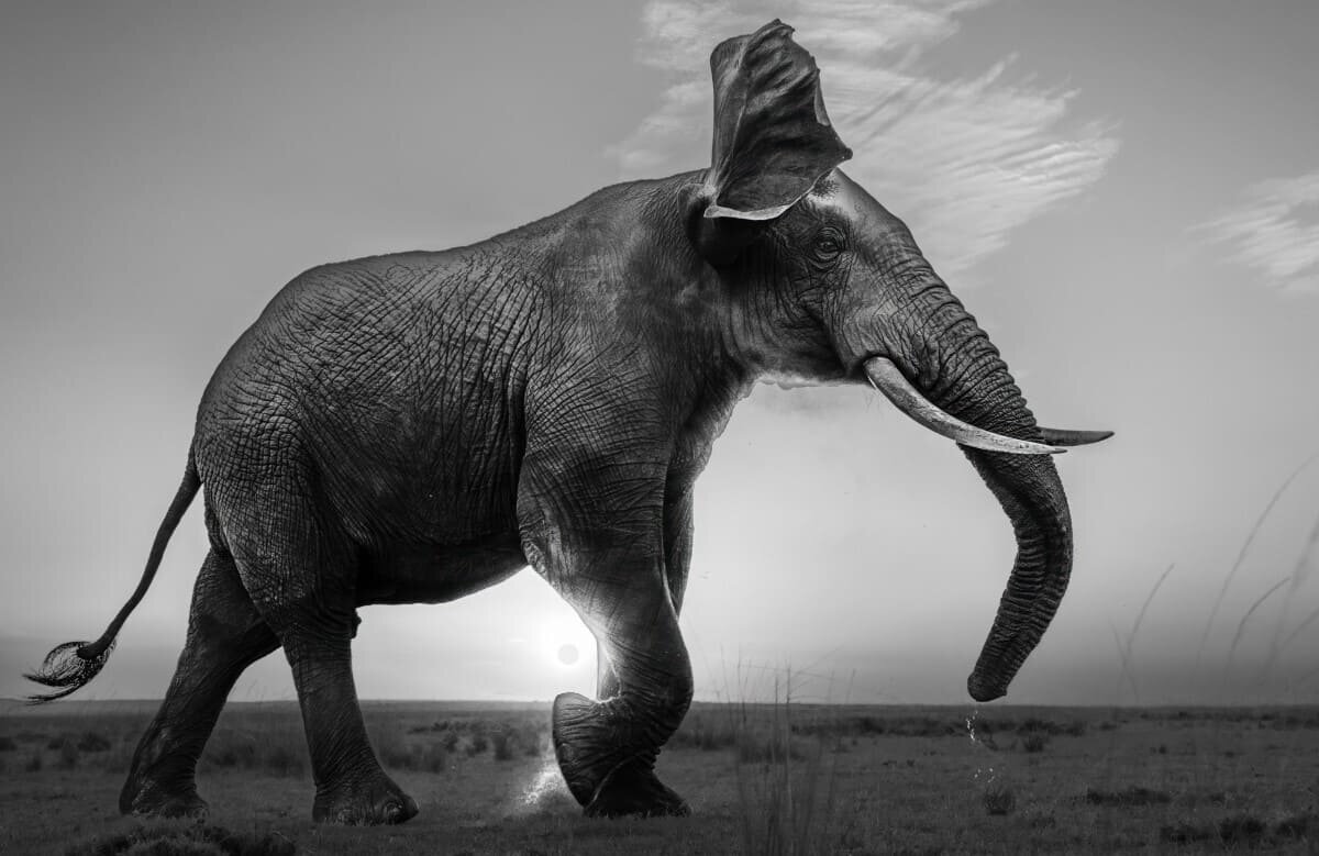    Снимок, занявший второе место в номинации среди профессиональных фотографов: Слон на рассвете / © Jonathan Wosinski