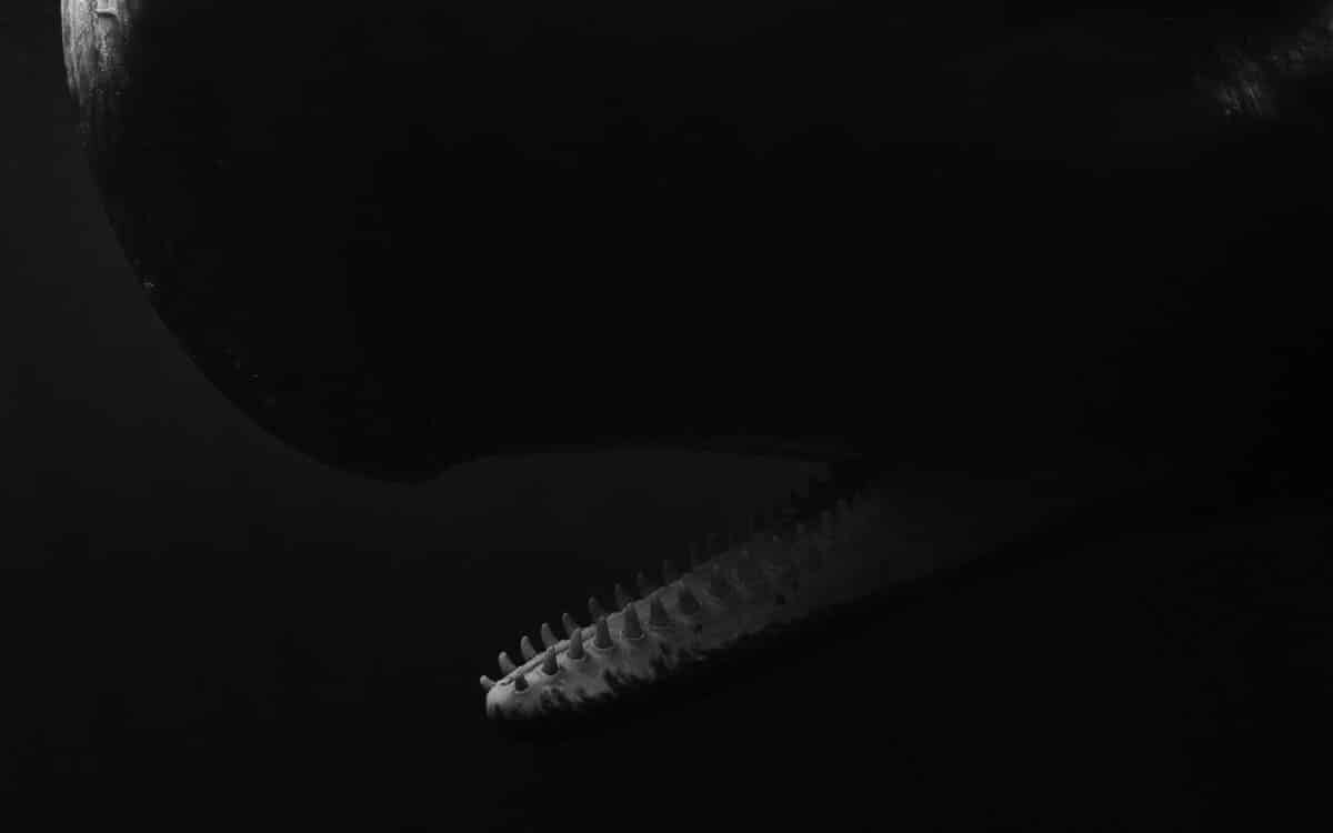    Снимок, занявший третье место в номинации среди профессиональных фотографов: Кашалот / © Eric Kanigan