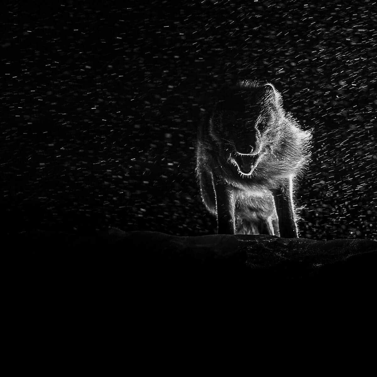    Снимок, занявший первое место в номинации среди фотографов-любителей: Песец / © Barbara Jenny