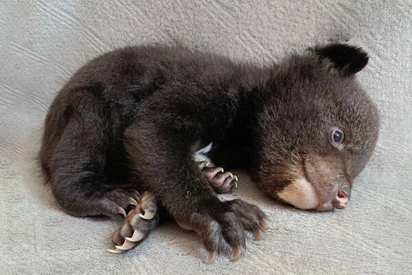 Telegram-канал «Amur Mash»  📷