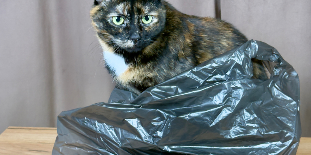 Любовь к пакетам: история с последствиями 🛍️😺