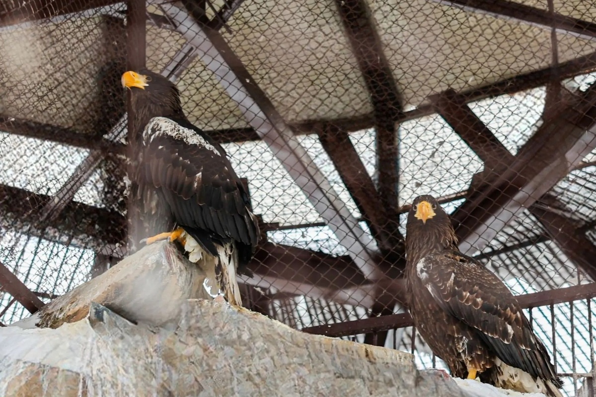    Фото: пресс-служба зоопарка Екатеринбурга.