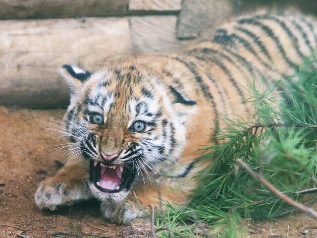    Фото: пресс-служба департамента культуры города Москвы