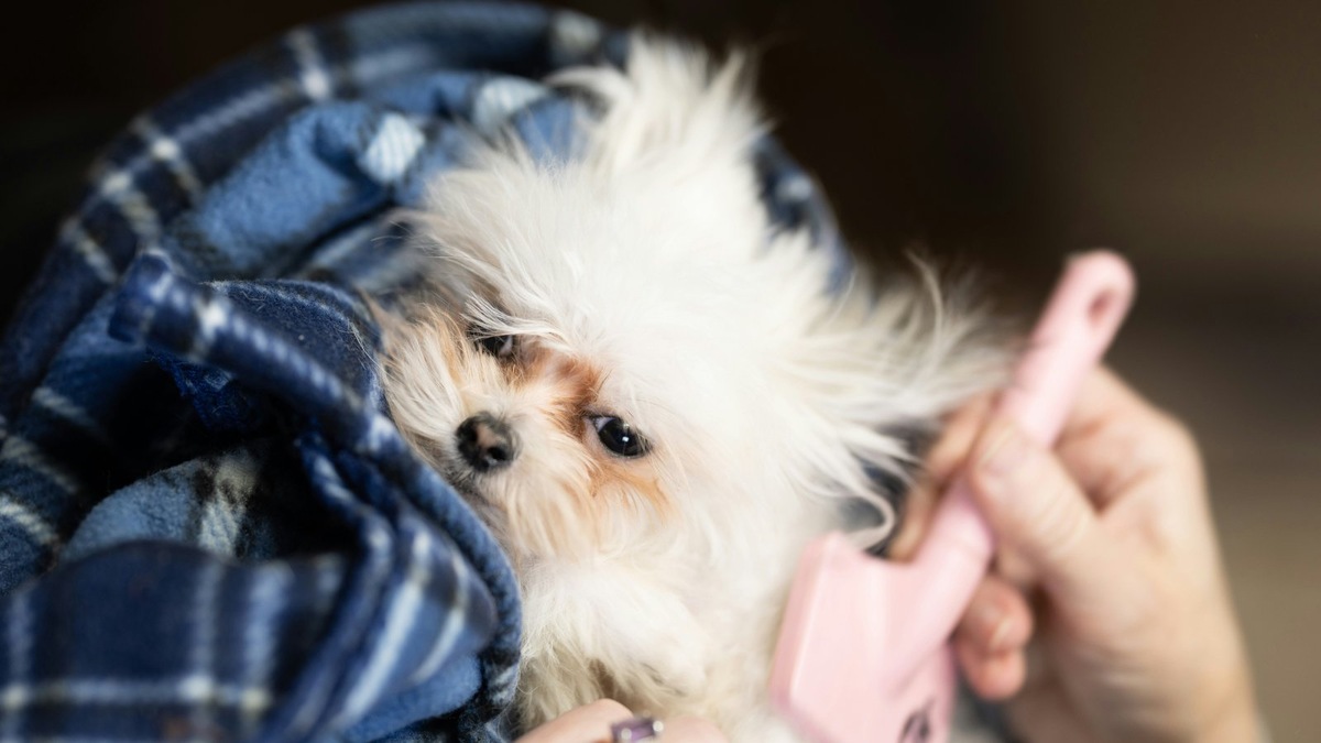    Груминг, занятия с кинологом и специализированная амуниция стали привычными статьями расходов для современных владельцев