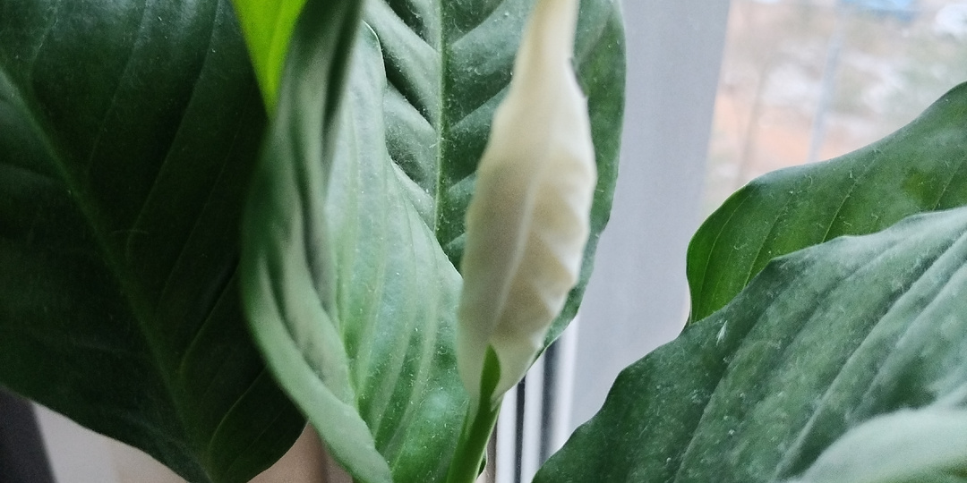 О здоровье. Дела домашние, немного покупок и о расходах на питание в марте.