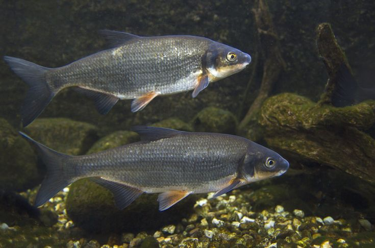 Черноморско-азовский рыбец 