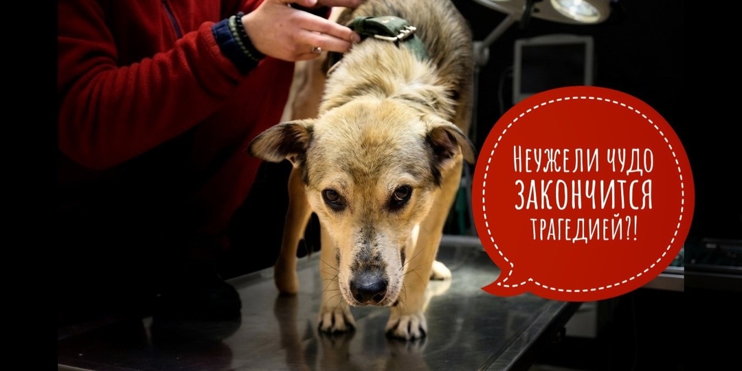 Неужели чудо закончится трагедией?? Вы необходимы!