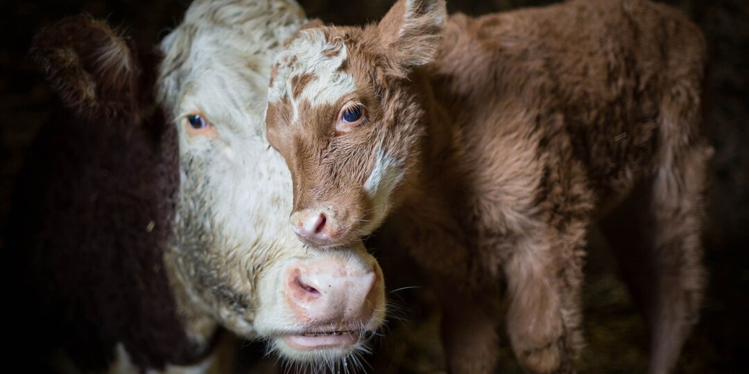 Изьятие и забой скота. Что случилось в Сибири?