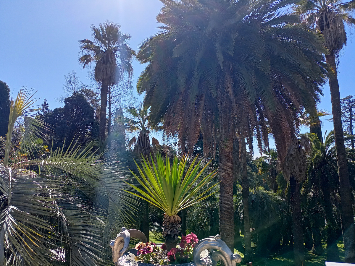 Сочинский дендропарк