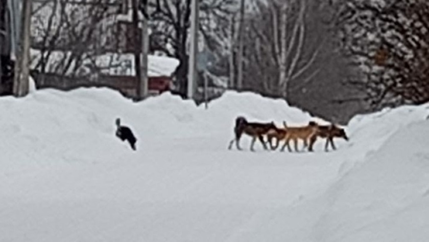    Фото: Подслушано Вохма