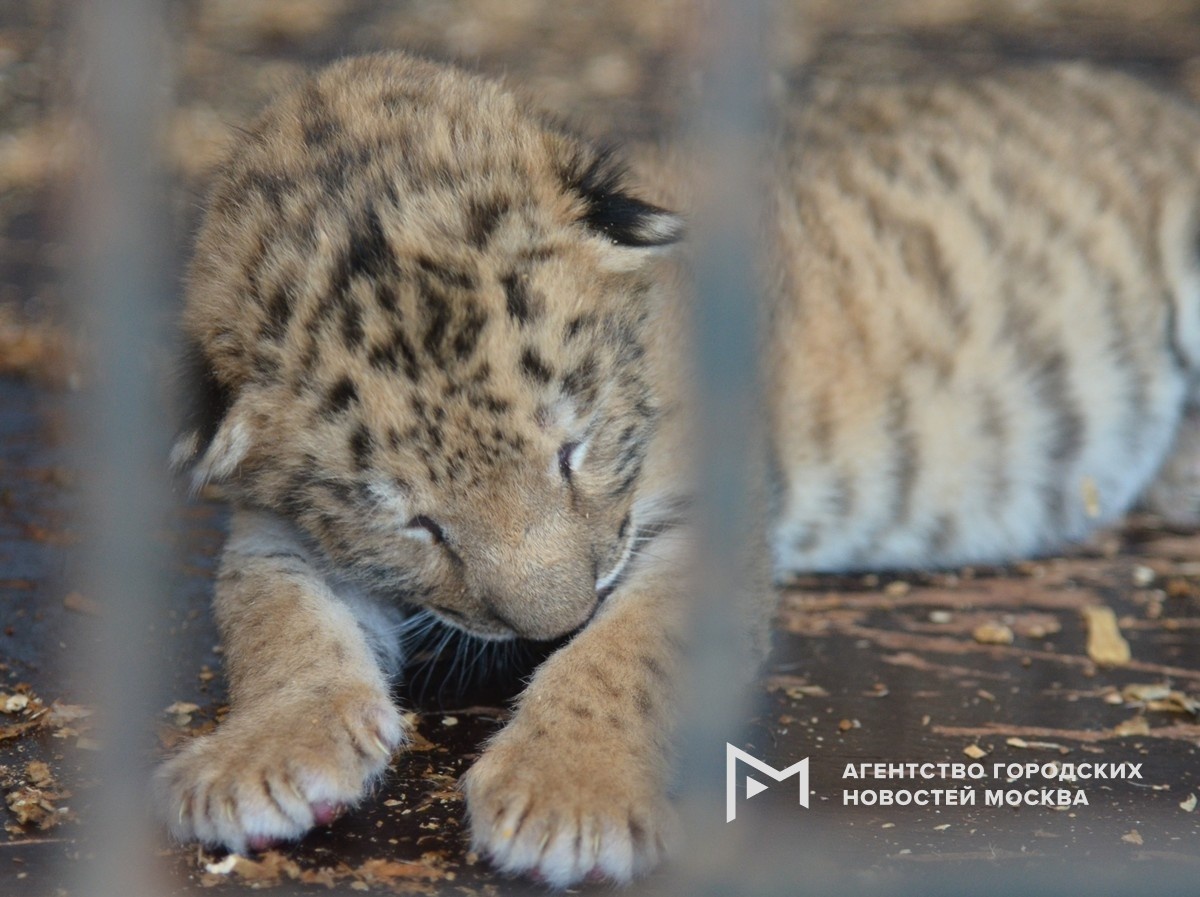 Фотограф: Сергей Ведяшкин