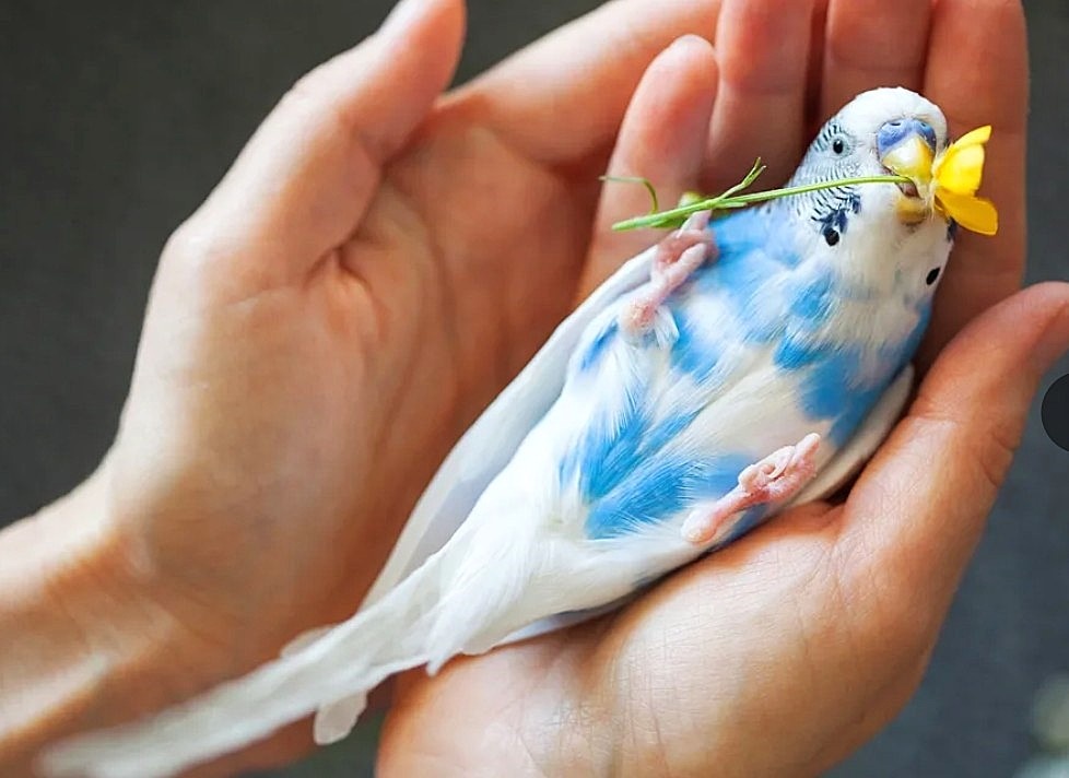 У этой птички, оказывается, недюженный эмоцмональный интеллект.