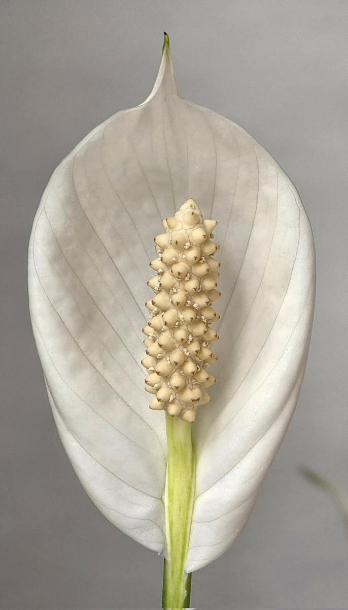 10х Galaxy S26. Фото Ice Universe  📷
