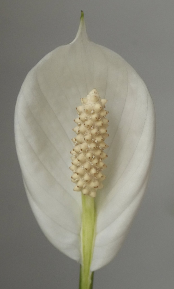 A7R5. Фото Ice Universe  📷
