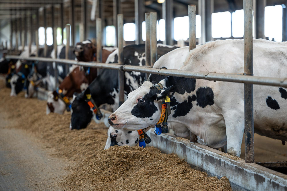 Фото: Laganovskisuldis / Freepik